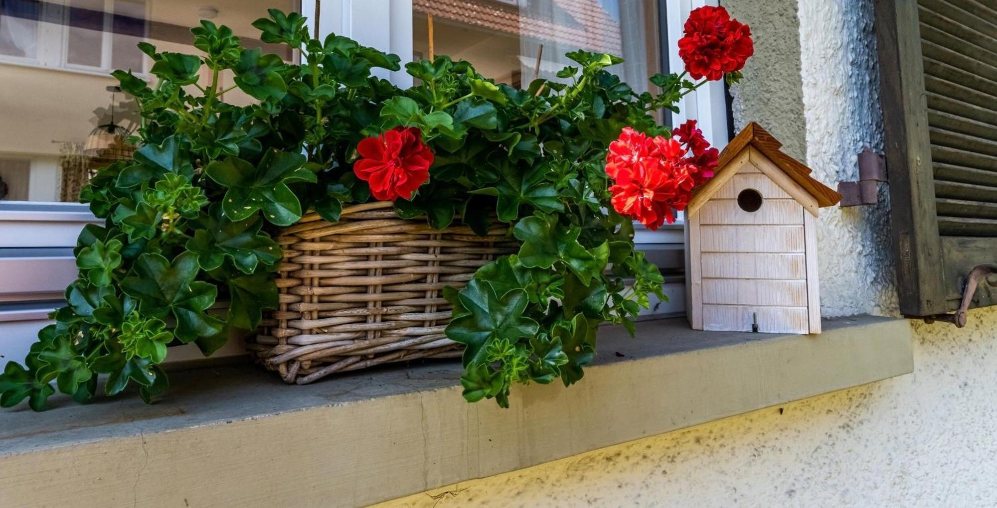 Gartenferienhaus "Annaluise" Шенау-ім-Шварцвальд Екстер'єр фото